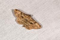 Peribatodes rhomboidaria rhomboidaria