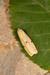 Lithosia quadra