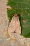 Mythimna ferrago