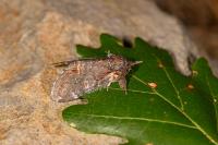 Notodonta dromedarius
