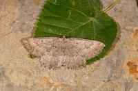 Gnophos furvata