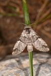Furcula bifida