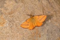 Lythria purpuraria