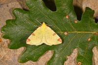 Opisthograptis luteolata