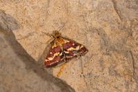 Pyrausta ostrinalis