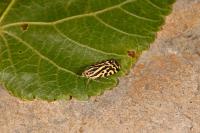 Emmelia trabealis
