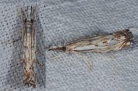 Catoptria falsella