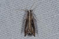 Catoptria verellus