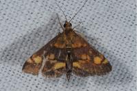 Pyrausta aurata