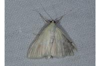 Sitochroa palealis