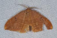 Watsonalla binaria