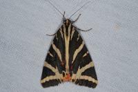 Euplagia quadripunctaria