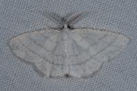 Cabera pusaria