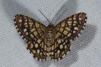 Chiasmia clathrata