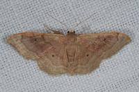 Idaea degeneraria