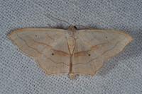 Scopula imitaria
