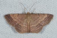 Scopula rubiginata