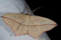 Timandra comae