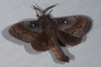 Dendrolimus pini pini
