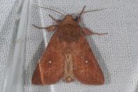 Mythimna albipuncta
