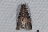 Euzophera pinguis