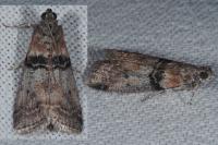 Sciota rhenella