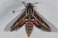 Hyles livornica