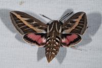 Hyles livornica