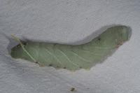 Laothoe populi