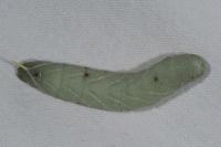 Laothoe populi