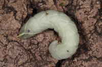 Laothoe populi