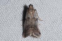 Acrobasis fallouella