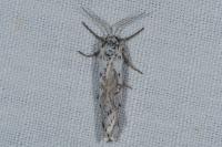 Coscinia cribraria cribraria