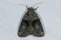 Cryphia algae