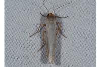 Manulea complana