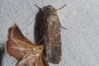 Spodoptera exigua