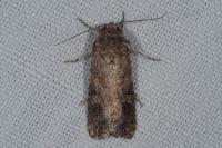 Spodoptera exigua