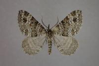 Mesotype didymata