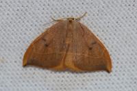 Watsonalla binaria