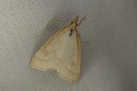 Udea lutealis