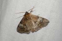 Tethea ocularis