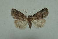 Bryophila ravula