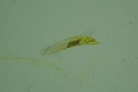 Bryophila ravula