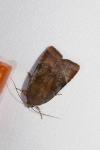 Noctua janthe/janthina