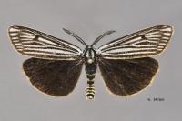 Spiris striata