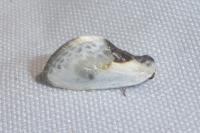 Cilix glaucata