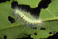 Calliteara pudibunda