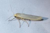 Eilema caniola