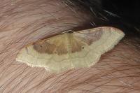 Idaea degeneraria