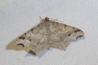 Macaria alternata